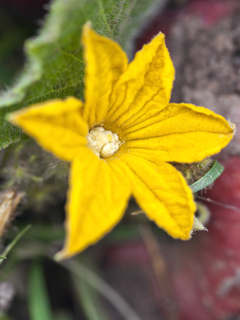 épilation cire chaude à base de fleur de concombre